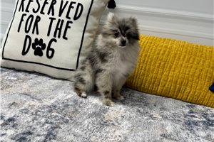 Yasmine - Pomeranian for sale