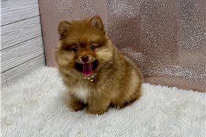 Steffi - Pomeranian for sale