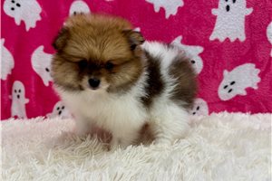 Heidi - Pomeranian for sale