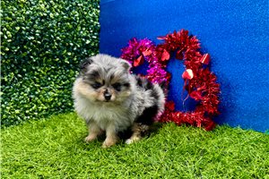 Babe - puppy for sale