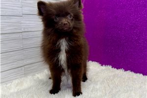 Vanessa - Pomeranian for sale