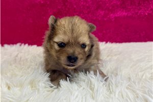 Doris - Pomeranian for sale