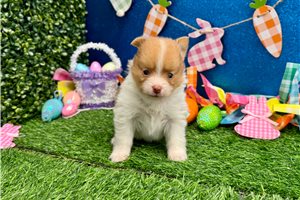 Poppy - Pomeranian for sale