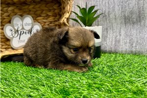 Francisco - Pomeranian for sale