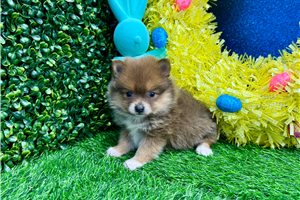 Odette - Pomeranian for sale