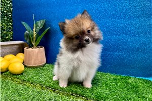 Roger - Pomeranian for sale
