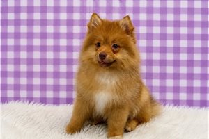 Ruby - Pomeranian for sale