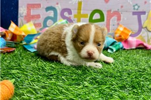 Poppy - Pomeranian for sale