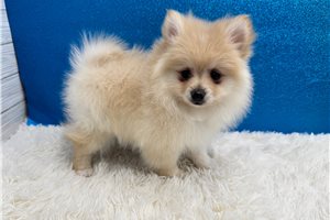 Harrison - Pomeranian for sale