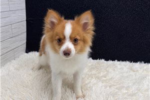 Victor - Pomeranian for sale
