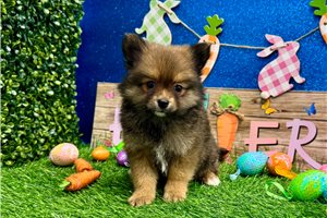 Francisco - Pomeranian for sale