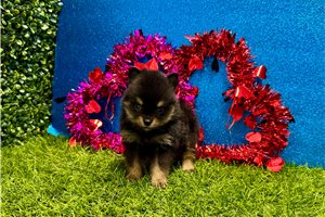Balto - puppy for sale