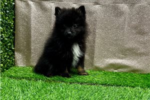 Rosita - Pomeranian for sale