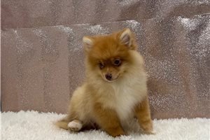 Ruby - Pomeranian for sale