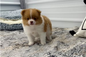 Poppy - Pomeranian for sale