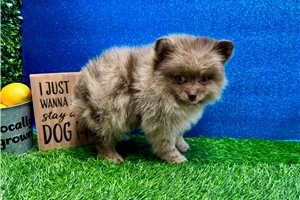 Vegas - Pomeranian for sale