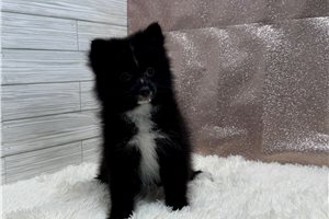 Aimee - Pomeranian for sale