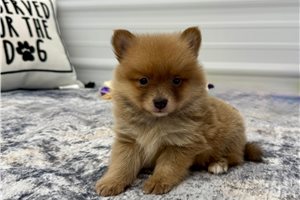 Otis - Pomeranian for sale