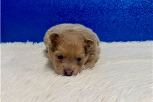 Bolt - puppy for sale