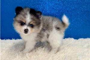 Olson - Pomeranian for sale