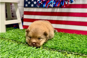 Steffi - Pomeranian for sale
