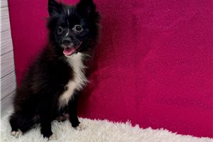 Aimee - Pomeranian for sale