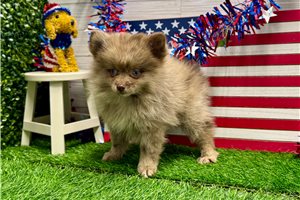 Vegas - Pomeranian for sale