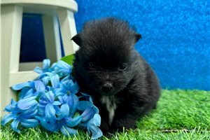 Rosita - puppy for sale