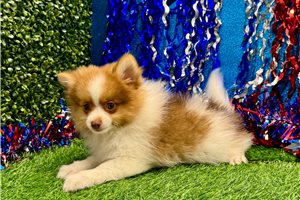Victor - Pomeranian for sale