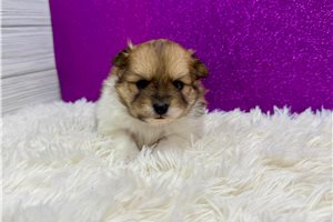 Heidi - Pomeranian for sale