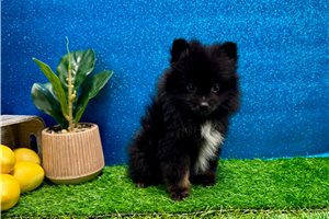 Rosita - Pomeranian for sale
