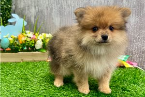 Bailey - Pomeranian for sale