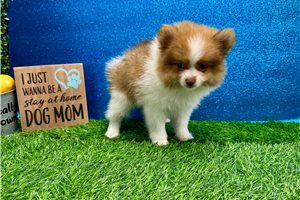 Victor - Pomeranian for sale