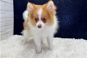 Victor - Pomeranian for sale