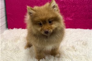 Steffi - Pomeranian for sale