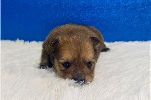 Bond - puppy for sale