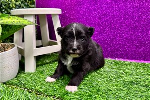 Aimee - Pomeranian for sale