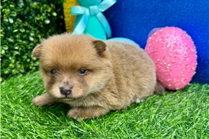 Otis - puppy for sale