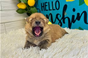 Abigail - Pomeranian for sale