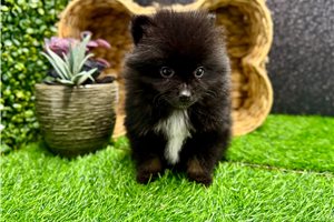 Rosita - Pomeranian for sale