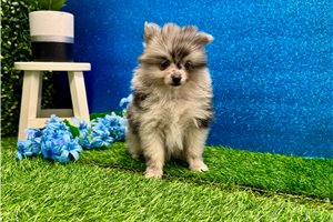 Yasmine - Pomeranian for sale