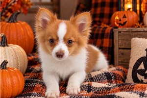 Victor - Pomeranian for sale