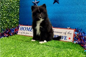 Aimee - Pomeranian for sale