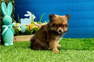 Francisco - Pomeranian for sale