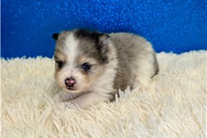 Olson - Pomeranian for sale