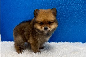 Bond - Pomeranian for sale