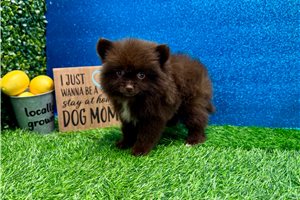 Vanessa - Pomeranian for sale