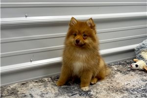 Steffi - Pomeranian for sale
