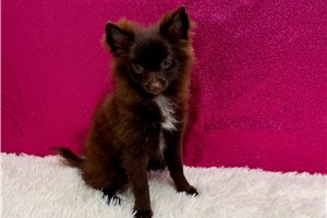 Vanessa - Pomeranian for sale