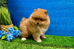 Kimberly - Pomeranian for sale